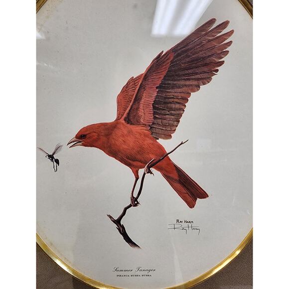 Signed Ray Harm “Summer Tanager” Lithograph – Vintage Framed Wildlife Art - 1963 - Picture 4 of 9